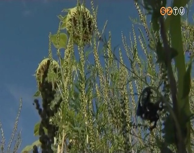 T�mad a parlagf�