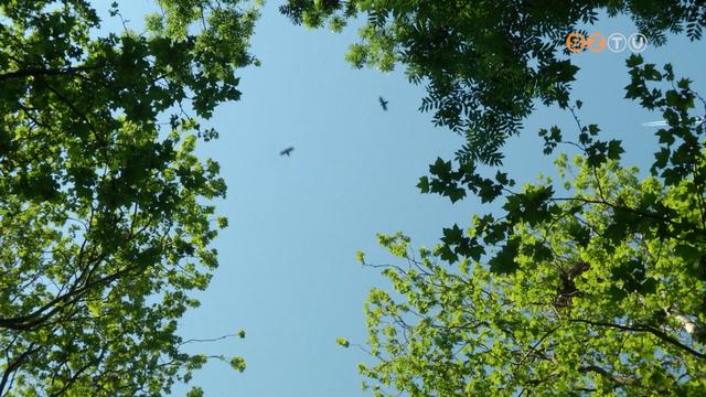 Varjak a parkban - Zaj, rlk s madrtetemek miatt panaszkodnak a lakk