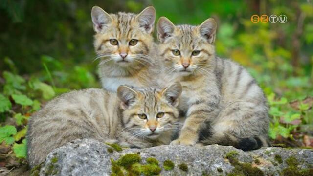 A vadmacskt vlasztotta az v emlsnek a Vadonles program 2024-ben