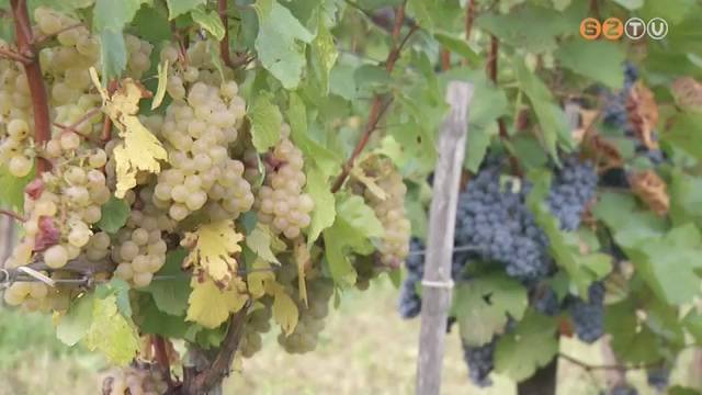 Kedvezett az idei id�j�r�s a sz�l�nek, a gazd�k j� term�sre sz�m�tanak