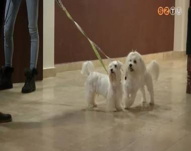 Kuty�k a sz�nh�zban - n�gyl�b� szerepl�i is lesznek a Szt�rcsin�l�knak