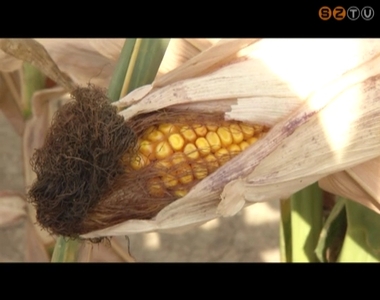 Az ország más tájaihoz képest jobb termés várható kukoricából Vas megyében