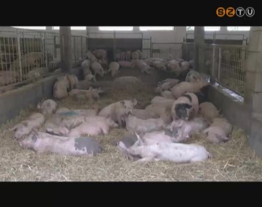 Megdupl�zn� a hazai sert�s�llom�nyt a korm�ny