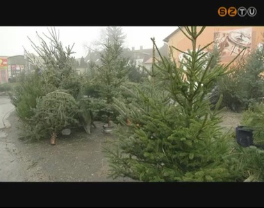 Bár egyre többen díszítenek műfenyőt karácsonyra, nem csökken a kereslet a valódi fenyőfára sem Bár egyre többen díszítenek műfenyőt karácsonyra, nem csökken a kereslet a valódi fenyőfára sem