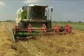 Megkezdődött az aratás