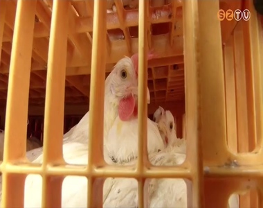 Csirk�ket osztott r�szorul� csal�doknak a karit�sz