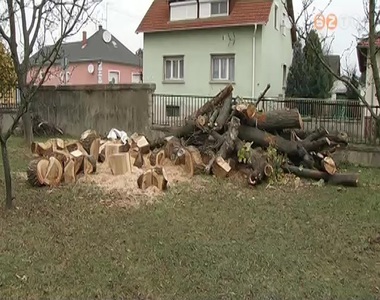 Szociális célra, tüzelőnek ajánlja fel a parkfenntartó a közterületeken kivágott fákat Szociális célra, tüzelőnek ajánlja fel a parkfenntartó a közterületeken kivágott fákat