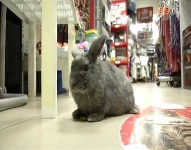 Ha h�sv�t, akkor h�sv�ti ny�l