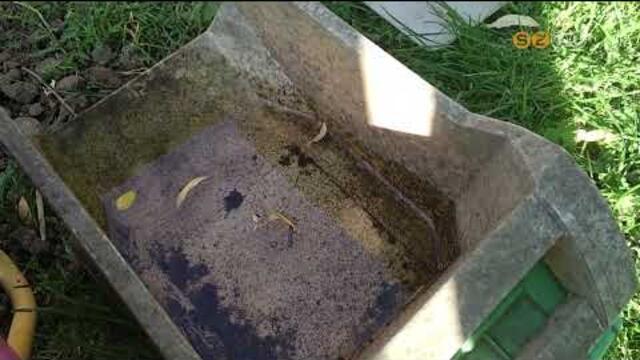 Az ess, flledt idjrs kedvezett a sznyogoknak, tmegesen cspnek a vrszvk Szombathelyen is