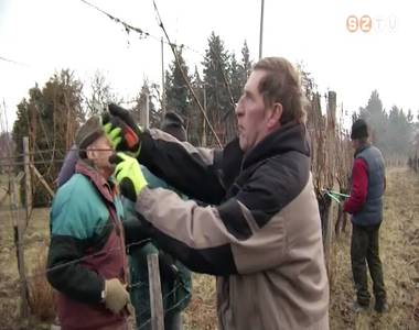 Megkezd�d�tt a metsz�s a vasi sz�l�kben