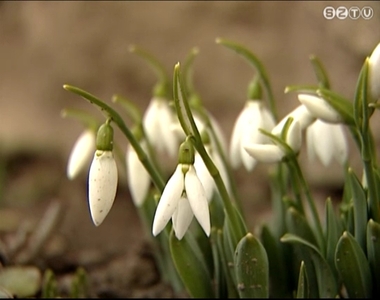 Tavaszias tél Tavaszias tél