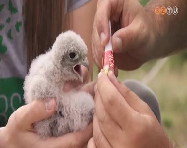 Adj otthont egy vércsecsaládnak Adj otthont egy vércsecsaládnak