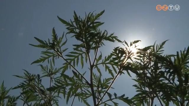 Kedvezett az idjrs a parlagf nvekedsnek