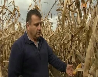 Katasztrof�lis az idei kukoricaterm�s Vas megy�ben - mondj�k a gazd�k