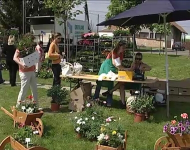 Kivirágzott Herény Kivirágzott Herény