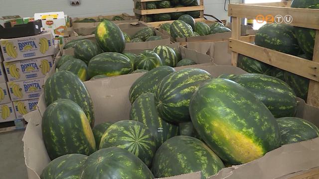 Megérkezett a magyar dinnye a zöldségesekhez