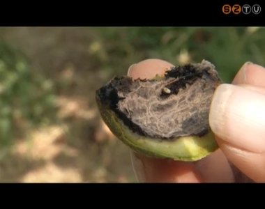 Magyarorsz�gon egyel�re m�g csak Vas megy�ben okoz k�rokat a di�burok-f�r�l�gy