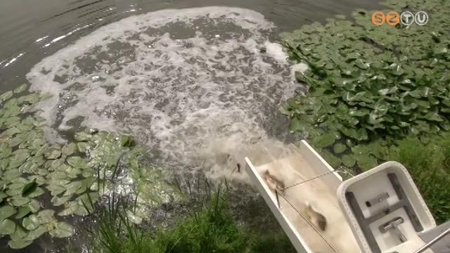 Pontyot telepítettek nyolc vasi tóba Pontyot telepítettek nyolc vasi tóba