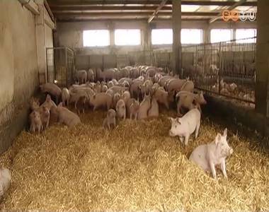 Már Magyarországon is megjelent az afrikai sertéspestis Már Magyarországon is megjelent az afrikai sertéspestis