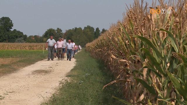 Fajtabemutató - Új kukorica, napraforgó, szója és cirok fajtákkal ismerkedtek a gazdák Fajtabemutató - Új kukorica, napraforgó, szója és cirok fajtákkal ismerkedtek a gazdák