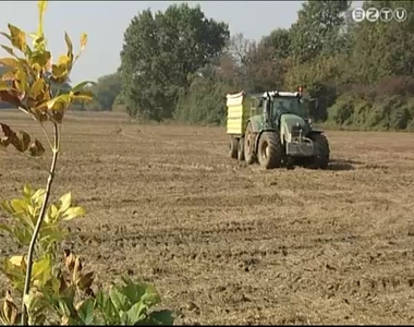 Több lesz az őszi búza