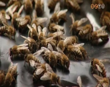 Volt már az ideinél jobb évük is a méhészeknek Volt már az ideinél jobb évük is a méhészeknek