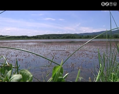 Tavasszal jelent meg a hínár a lukácsházi Abért-tavon Tavasszal jelent meg a hínár a lukácsházi Abért-tavon
