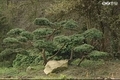 Megújul a kámoni arborétum