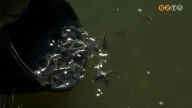 4000 darab kecsege ivadék talált új otthonra a Rábában 4000 darab kecsege ivadék talált új otthonra a Rábában