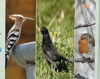 A b�bosbanka,a feketerig� vagy a v�r�sbegy lehet id�n az �v madara