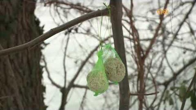 Madárbarátok eleséggel aggatták tele a bokrokat a Csónakázó-tó szigetén Madárbarátok eleséggel aggatták tele a bokrokat a Csónakázó-tó szigetén