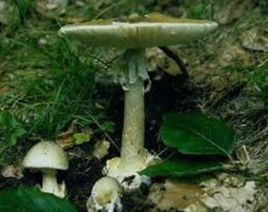 Nyomoz a rend�rs�g a gombam�rgez�s miatt