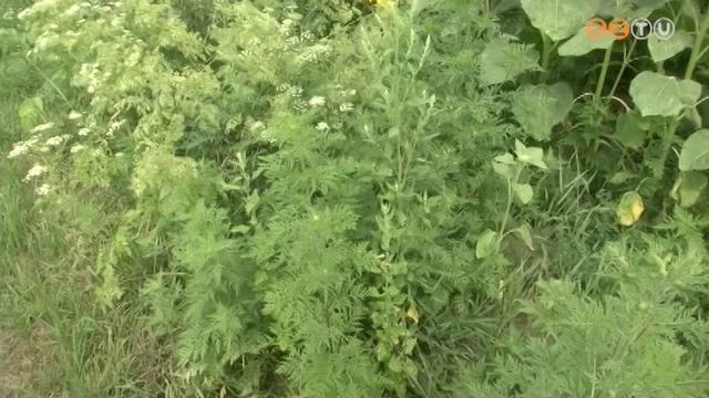 Hamarosan virágzik a parlagfű Hamarosan virágzik a parlagfű