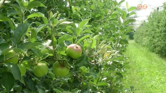 A tavaszi fagy jelents krokat okozott az almatermsben