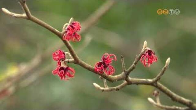 Nem a megszokott arc&aacute;t mutatja febru&aacute;r k&ouml;zep&eacute;n a K&aacute;moni Arbor&eacute;tum