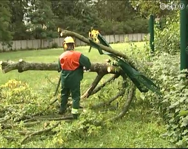 Fákat döntött ki, ágakat tört le a viharos szél Szombathelyen Fákat döntött ki, ágakat tört le a viharos szél Szombathelyen