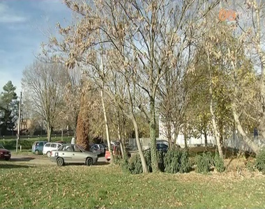 Az ut�bbi id�ben robban�sszer�en terjed megy�nkben is a b�lv�nyfa