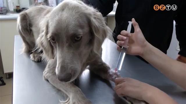 Ismét támad a parvo Ismét támad a parvo