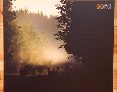 �n �gy l�tom az erd�t