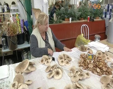 Nem kedvez az idei �szi id�j�r�s a gombaf�l�k szaporod�s�nak