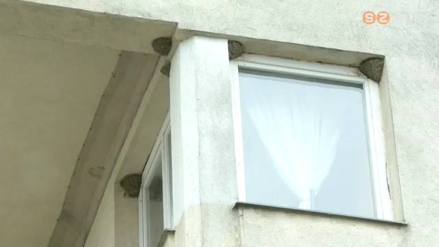 Védett madarak - Április 1-jétől még engedéllyel sem szabad a fecskefészkeket eltávolítani Védett madarak - Április 1-jétől még engedéllyel sem szabad a fecskefészkeket eltávolítani