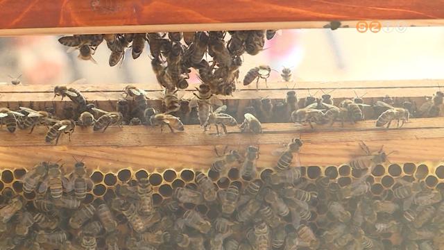 Tudósok szerint ha kipusztulnak a méhek, kihal az emberiség Tudósok szerint ha kipusztulnak a méhek, kihal az emberiség