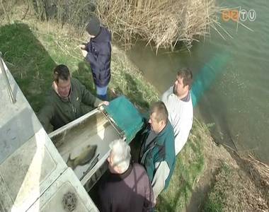 Több mint 12 tonna ponty és amur került a vasi horgászvizekbe Több mint 12 tonna ponty és amur került a vasi horgászvizekbe