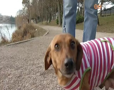 Rengeteg volt a sz�k�tt kutya szilveszterkor