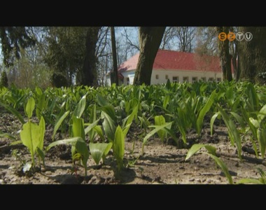 Egyre t�bb a medvehagyma az erd�kben, a kertekben �s persze a piacon