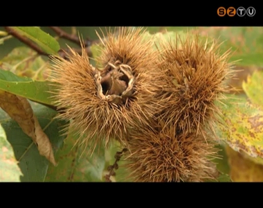 Gombafertőzés és rovarok miatt pusztulnak a kőszeg-hegyaljai szelídgesztenyefák Gombafertőzés és rovarok miatt pusztulnak a kőszeg-hegyaljai szelídgesztenyefák
