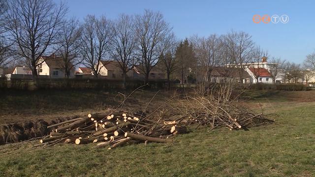 Elkezdték a hódkárok felszámolását a vízügy munkatársai a Perintnél Elkezdték a hódkárok felszámolását a vízügy munkatársai a Perintnél