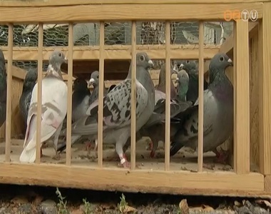 J�l szerepeltek a h�tv�g�n megrendezett versenyen a vasi galamb�szok