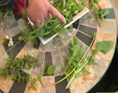 Elkezdődött a gyógynövénygyűjtés szezonja Elkezdődött a gyógynövénygyűjtés szezonja