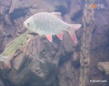 A vörösszárnyú keszeg kapta az Év hala címet 2019-ben A vörösszárnyú keszeg kapta az Év hala címet 2019-ben